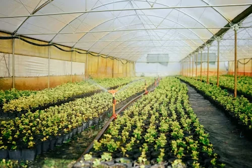 Commercial tunnel greenhouse farm